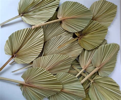 Dried Palm Leaves